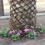 A Domo אולביה