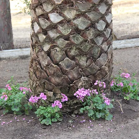 A Domo אולביה